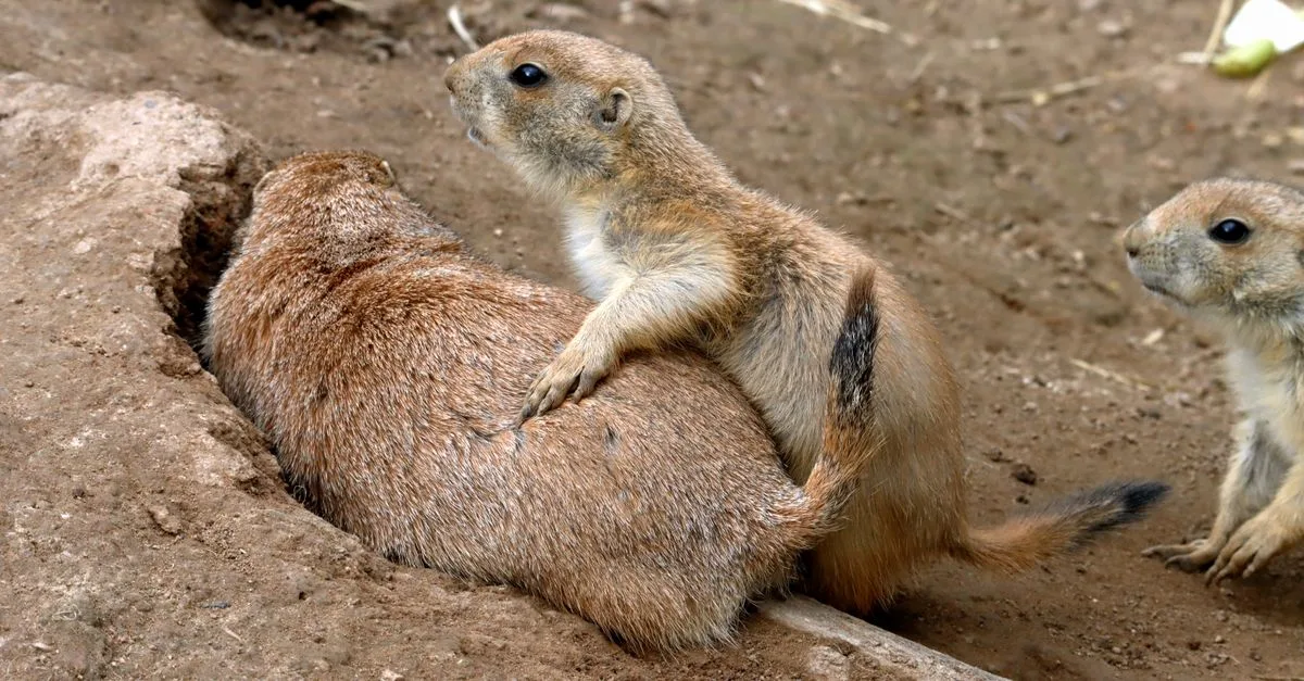 découvrez tout sur les animaux fouisseurs, leurs habitats, comportements et adaptations uniques pour creuser et vivre sous terre.