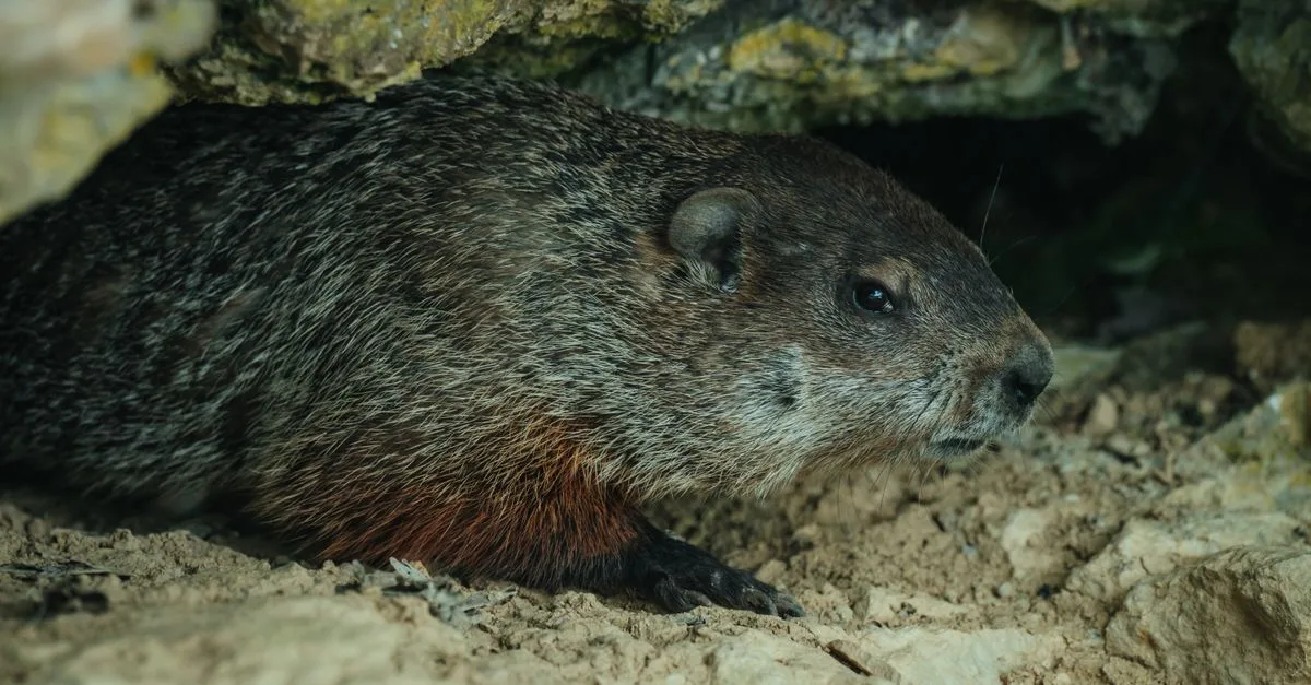 découvrez les animaux fouisseurs, leurs comportements uniques et leur rôle essentiel dans l'écosystème souterrain.