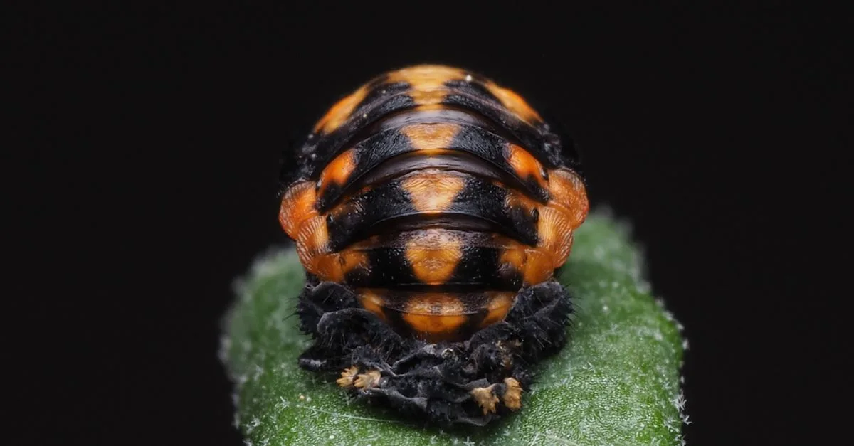 découvrez des informations essentielles sur les larves de dermestes, nuisibles courants infestant les tapis et textiles, ainsi que des conseils pour les identifier et les éliminer efficacement.
