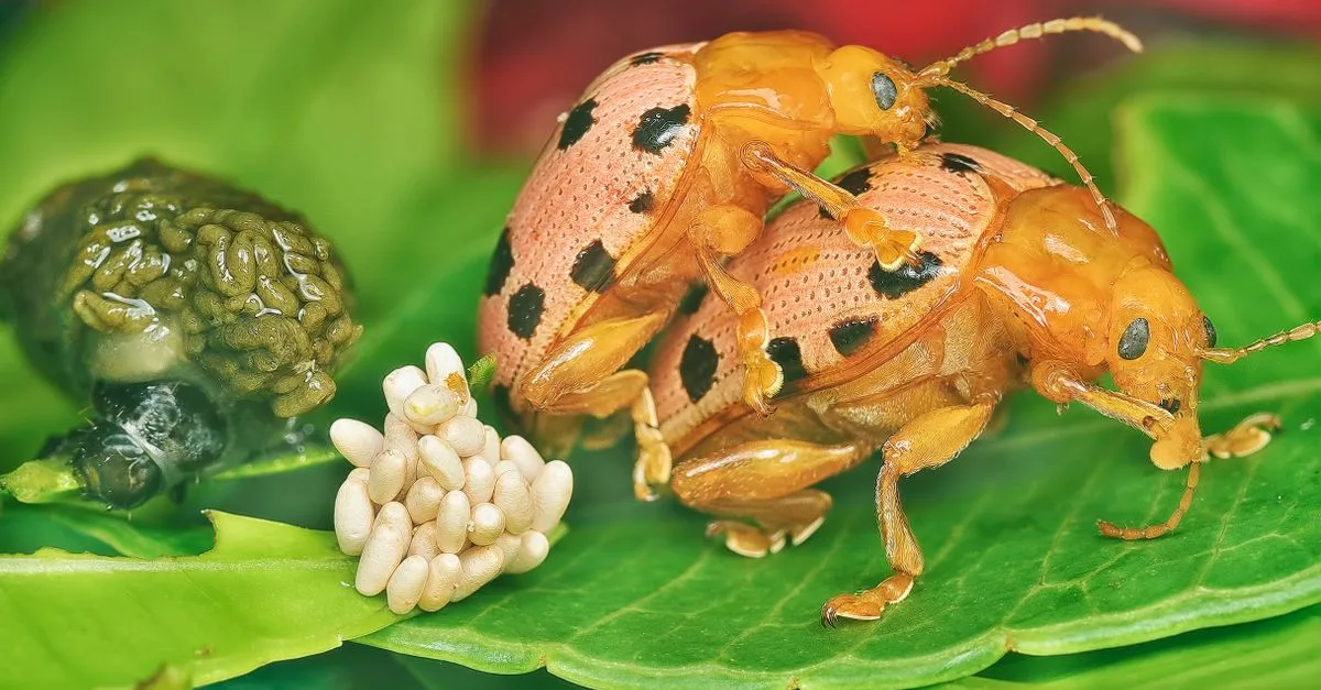 découvrez comment identifier et éliminer les larves de dermestidae, ces petites larves nuisibles qui endommagent tapis, vêtements et textiles dans votre maison.