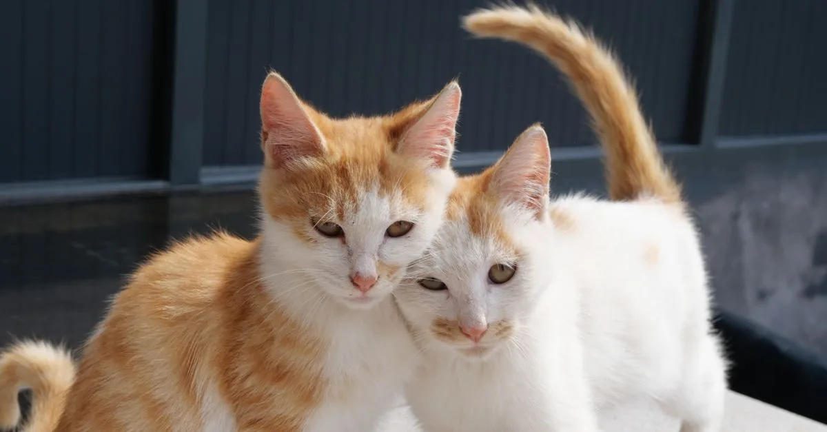 découvrez des conseils essentiels pour une coexistence harmonieuse avec votre chat et améliorer votre relation au quotidien.