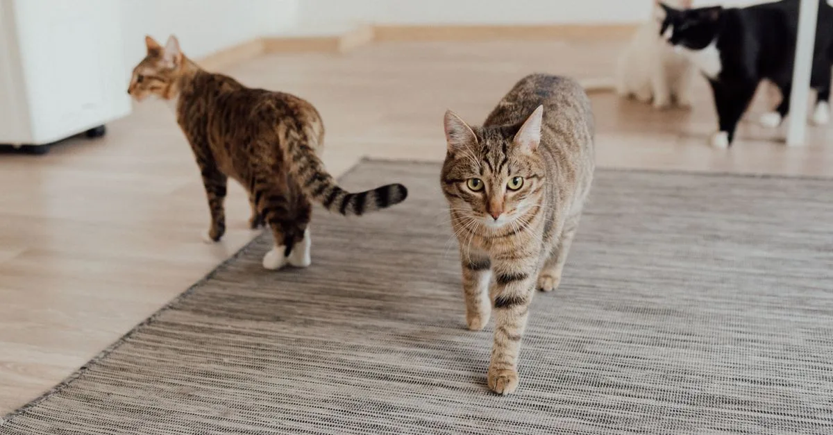 conseils pour une cohabitation harmonieuse entre chats : astuces pratiques pour favoriser la paix et l'entente dans votre foyer.