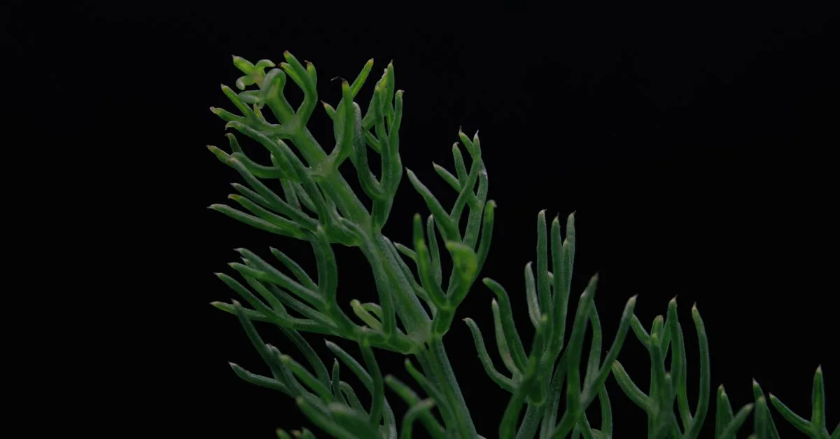 plante dressée à croissance rapide, idéale pour embellir votre jardin ou votre intérieur en un rien de temps.