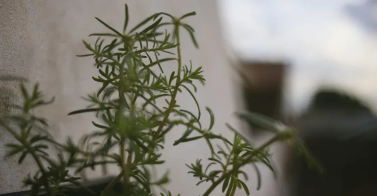 plante dressée à croissance rapide, idéale pour un jardin dynamique et verdoyant.