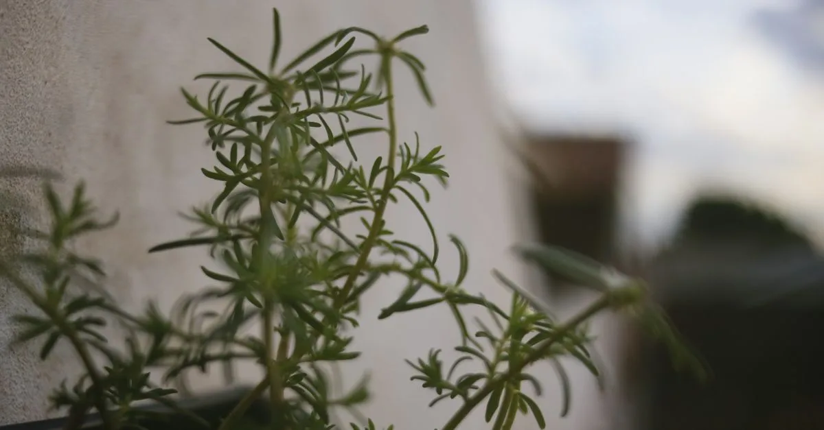 plante dressée à croissance rapide, idéale pour un jardin dynamique et verdoyant.