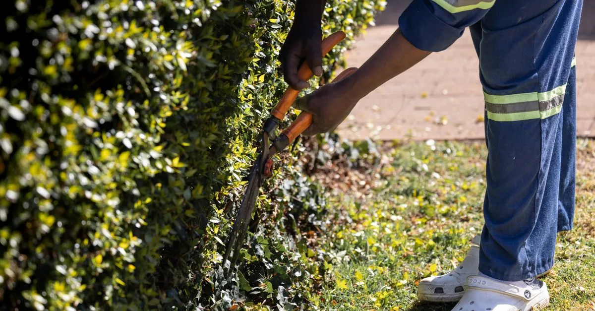 découvrez nos tarifs compétitifs pour la taille de haies. service rapide et soigné pour un jardin parfaitement entretenu.