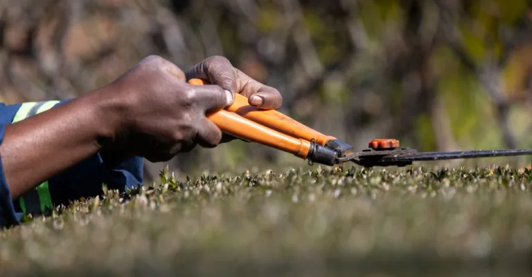 découvrez nos tarifs compétitifs pour la taille de haies. services professionnels et efficaces pour un jardin bien entretenu à prix abordable.