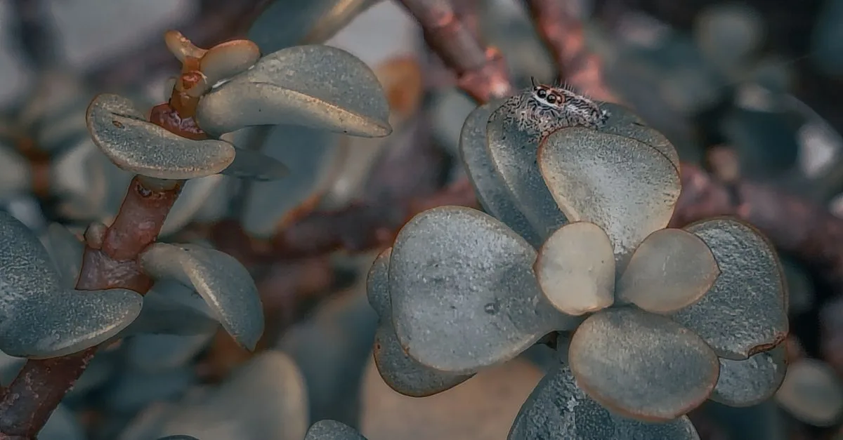 découvrez la signification symbolique de la plante de jade, symbole de prospérité, de chance et d'abondance dans différentes cultures.