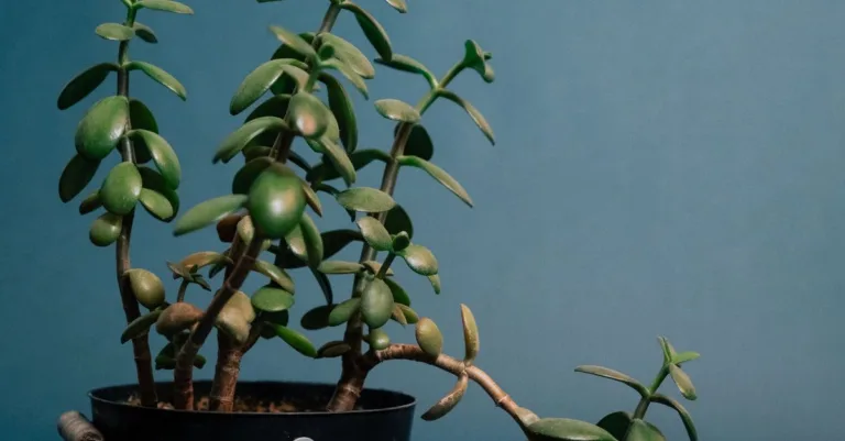 découvrez la symbolique de la plante de jade, un porte-bonheur représentant la prospérité, la chance et la longévité.