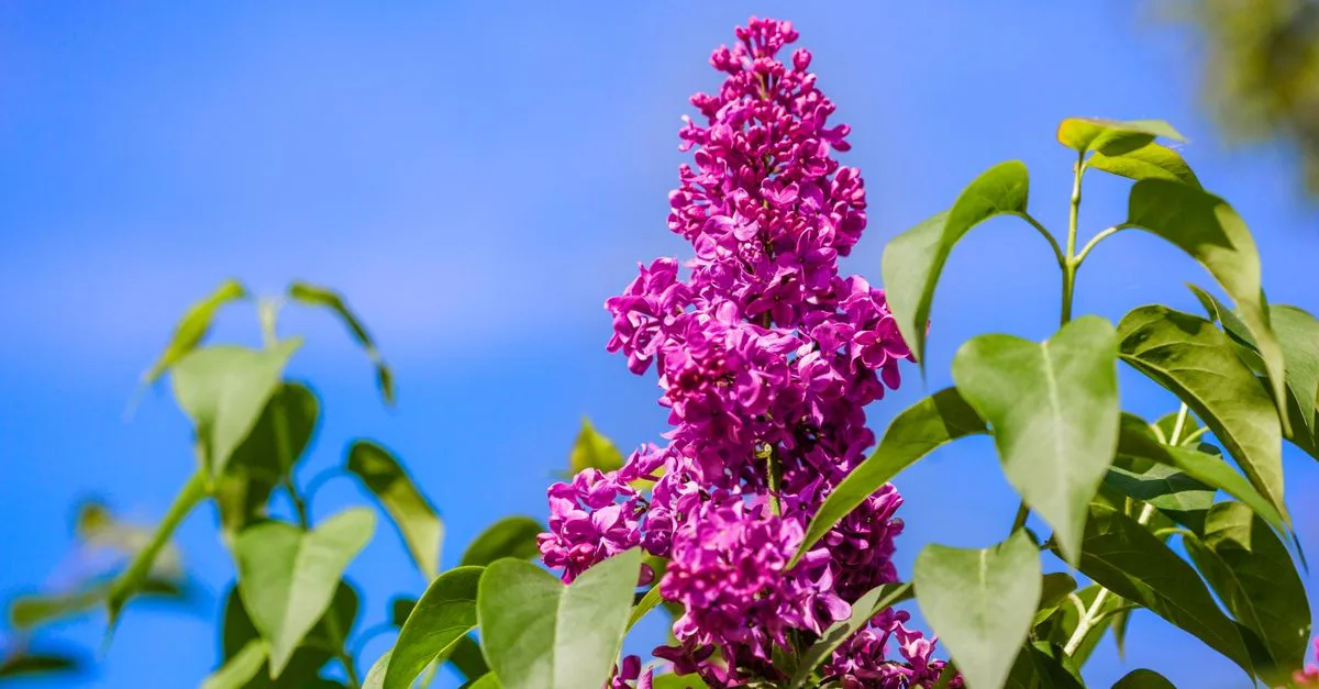 guide complet pour la plantation et l'entretien du lilas japonais : conseils pratiques pour un jardin florissant.