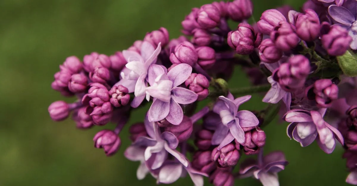 découvrez comment planter et entretenir la lilas du japon pour un jardin florissant et coloré toute l'année.