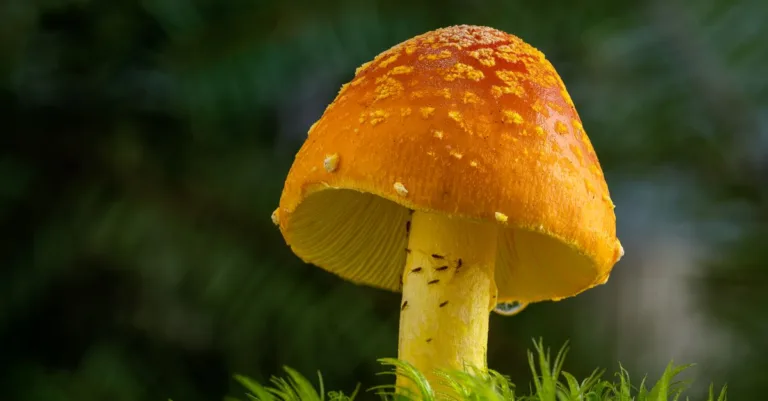 découvrez les risques de toxicité de l'orange mexicaine, ses effets potentiels sur la santé et les précautions à prendre pour une consommation sécurisée.