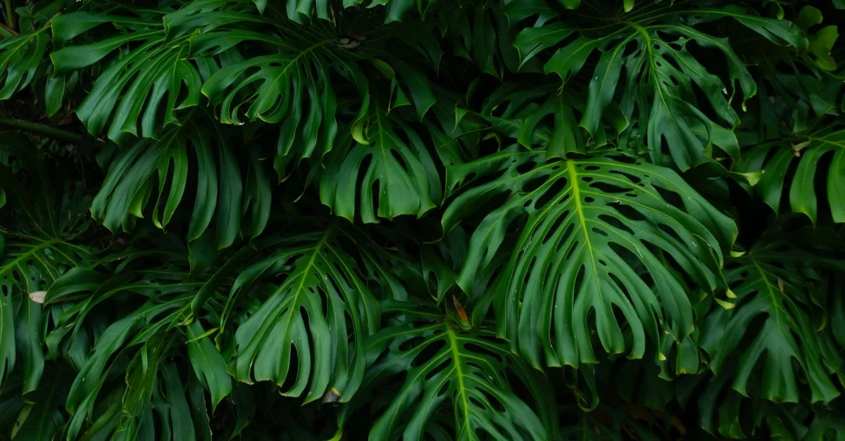 découvrez tout sur les fruits de monstera : leur apparence unique, leur goût tropical et comment les cultiver chez vous pour profiter de cette délicieuse rareté.