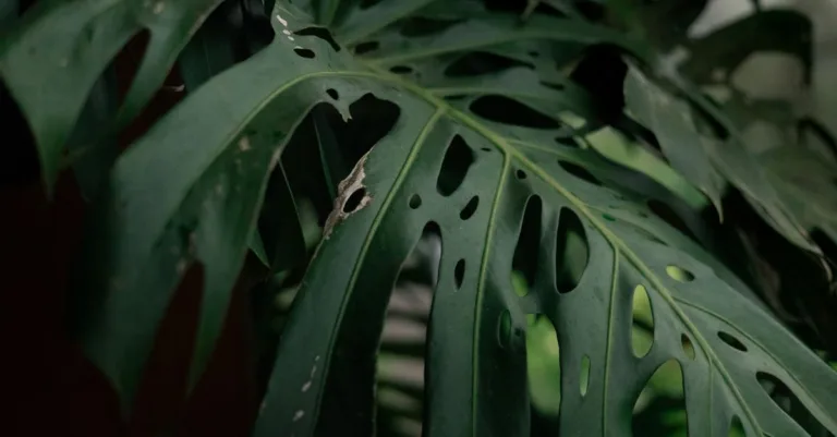 découvrez tout sur les fruits du monstera : leur apparence unique, leur goût exotique, et comment les cultiver chez vous.