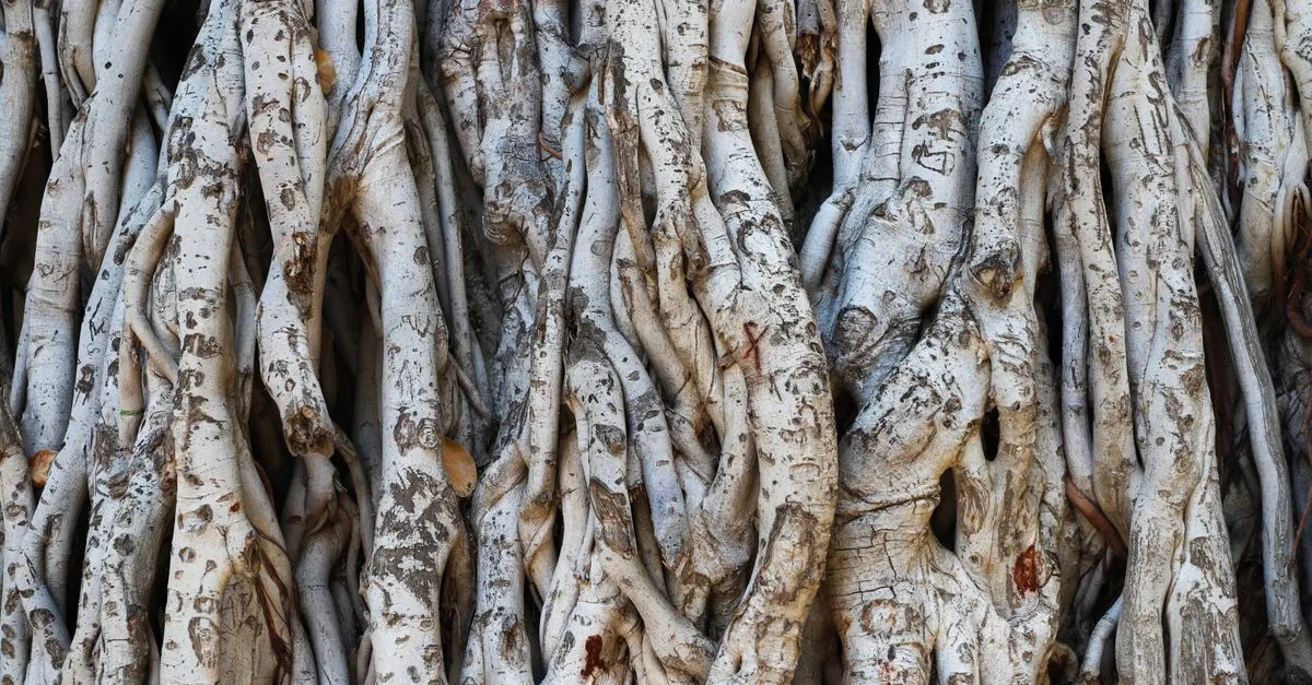 découvrez tout sur les racines des palmiers, leur structure, leur importance pour la stabilité et la croissance de ces arbres tropicaux emblématiques.