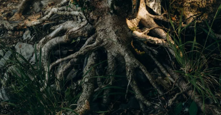 découvrez tout sur les racines des palmiers : leur croissance, leur importance pour la stabilité de l'arbre et comment elles s'adaptent à différents environnements.
