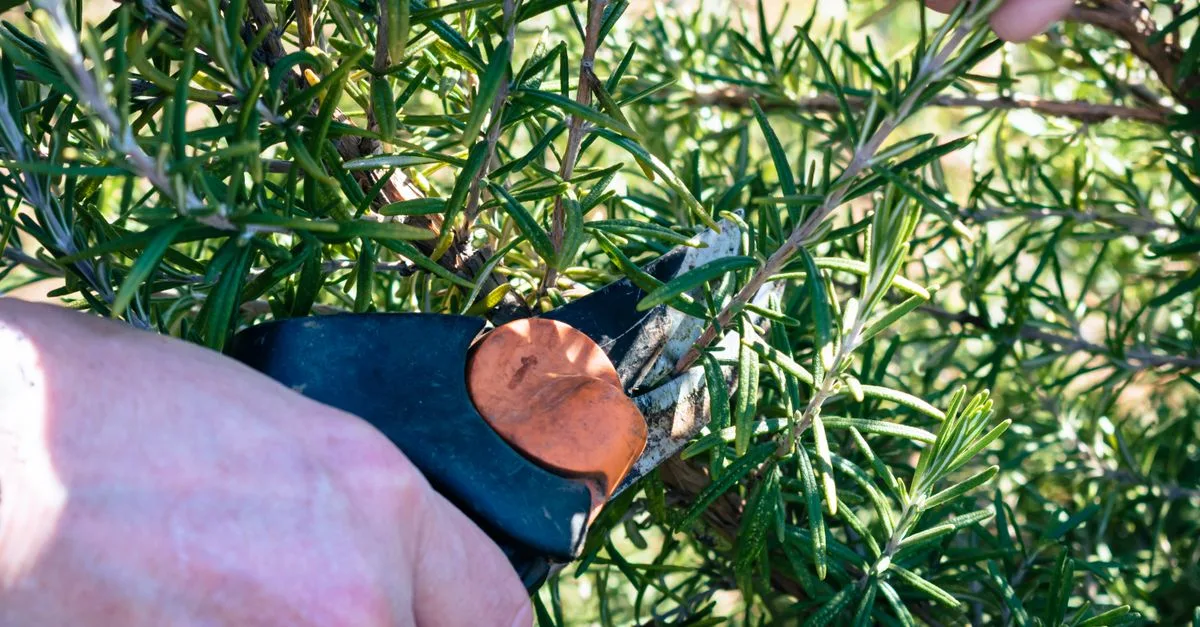 guide complet pour tailler vos plantes efficacement : conseils, techniques et astuces pour une taille réussie et des plantes en bonne santé.