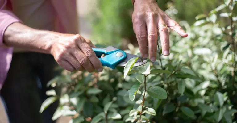 guide complet d'élagage des plantes : techniques, conseils et astuces pour tailler vos plantes et favoriser leur croissance saine.