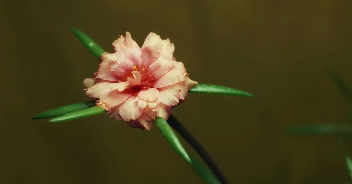 découvrez les risques liés à la toxicité de la pourpier (purslane), ses effets sur la santé, et comment consommer cette plante en toute sécurité.