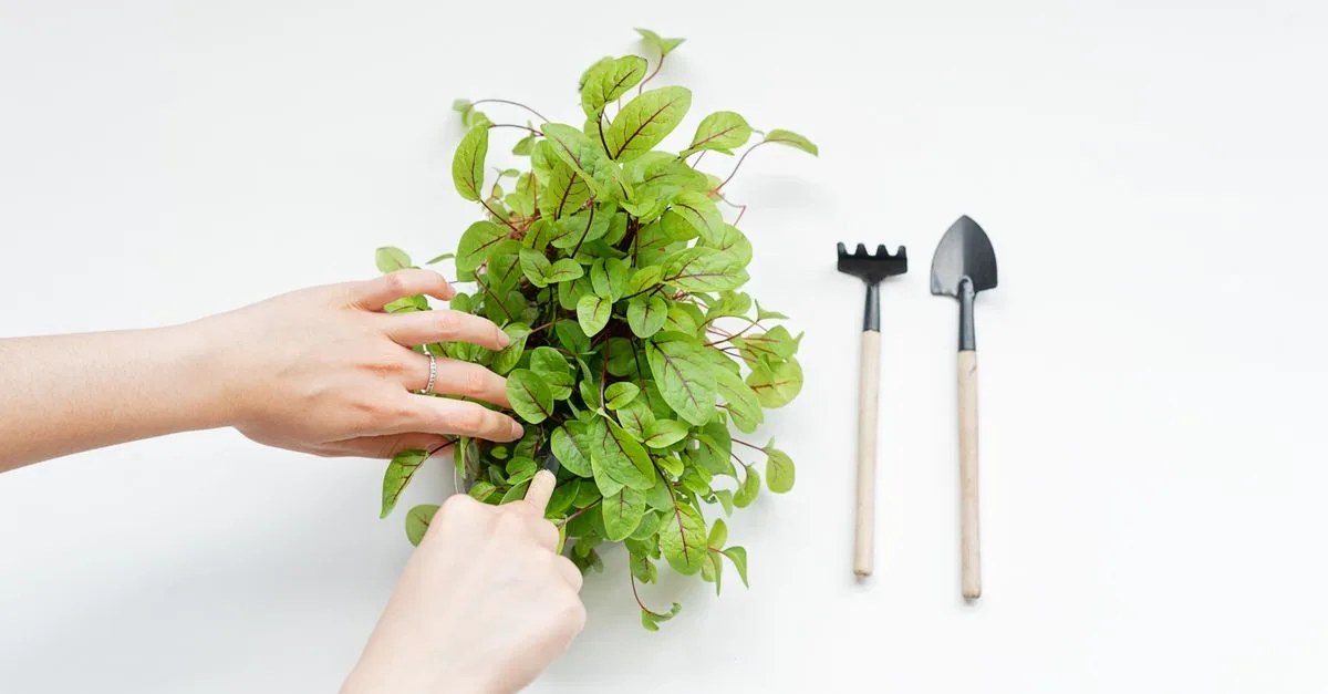 découvrez les précautions et conseils pour utiliser le sel de sorrel en toute sécurité, ses bienfaits et les risques éventuels.