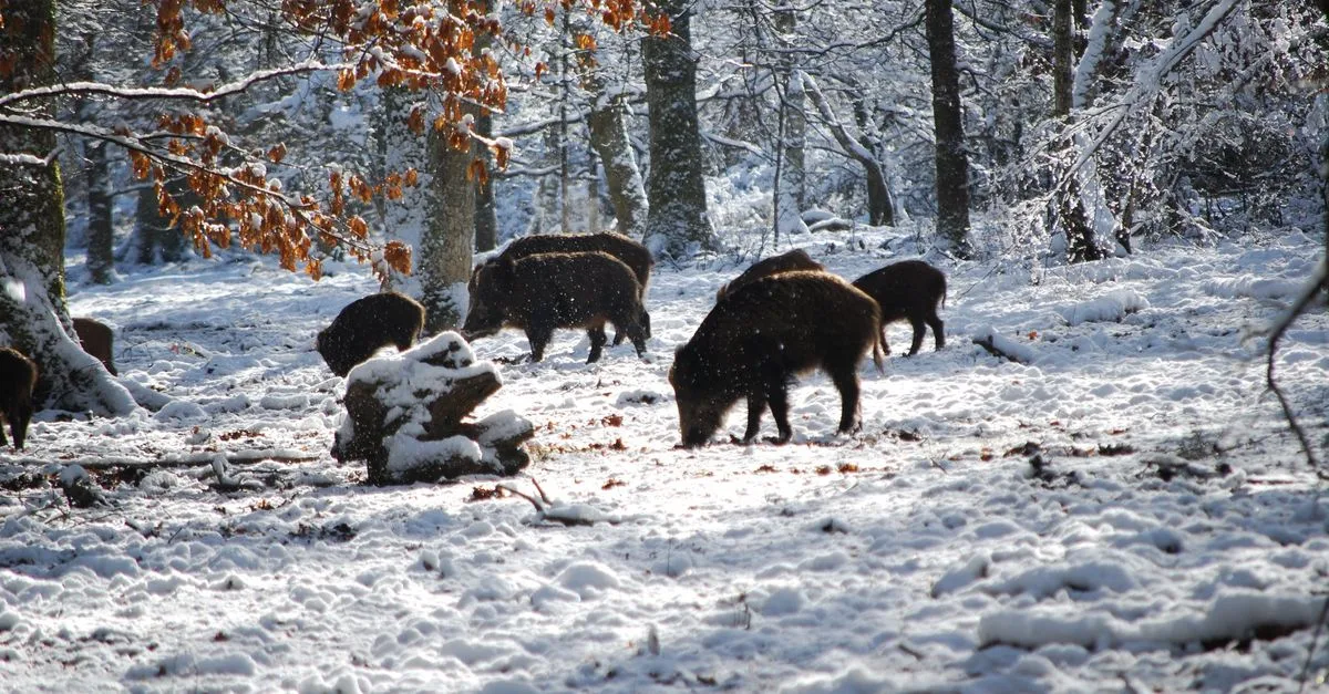 découvrez tout ce qu'il faut savoir sur les déjections de sangliers : identification, impact sur l'environnement et conseils pour les repérer en pleine nature.