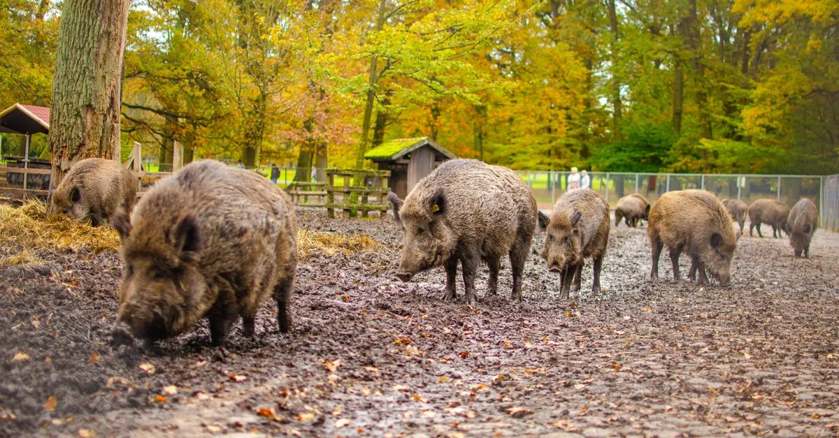 découvrez comment identifier et comprendre les crottes de sanglier, leurs caractéristiques et ce qu'elles révèlent sur le comportement de cet animal sauvage.