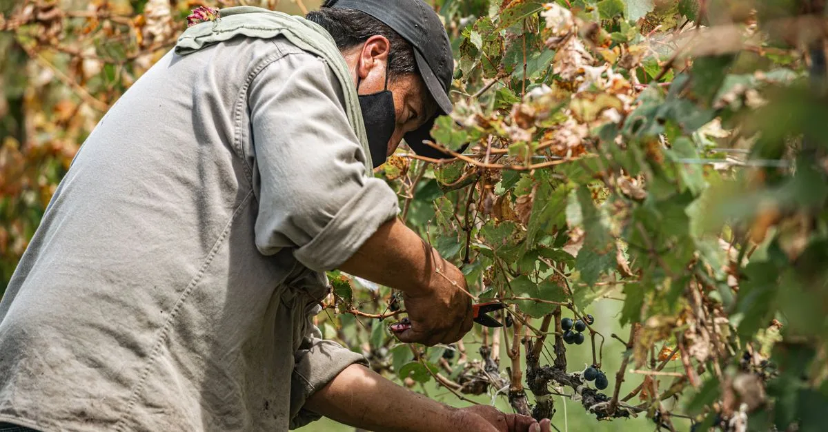 découvrez la saison de récolte des kiwiberries, des petits fruits savoureux riches en vitamines, parfaits pour vos desserts et collations estivales.