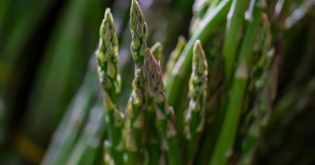 identification de la toxicité des asperges sauvages : guide pour reconnaître les risques et consommer en toute sécurité.