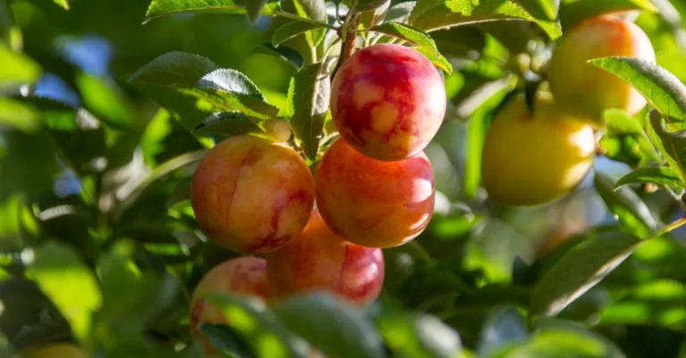 découvrez la prune sauvage, un fruit délicieux et riche en saveurs naturelles, parfait pour agrémenter vos recettes sucrées et salées.