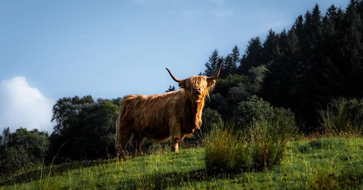 découvrez le prix d’un bovin highland et les facteurs qui l’influencent : âge, élevage, pedigree et coûts d’entretien.