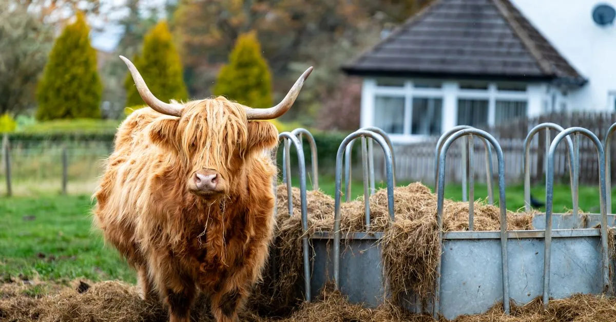 découvrez le prix d’un highland cattle et les facteurs qui influencent son coût : âge, pedigree, élevage et région. conseils pour comparer les offres.
