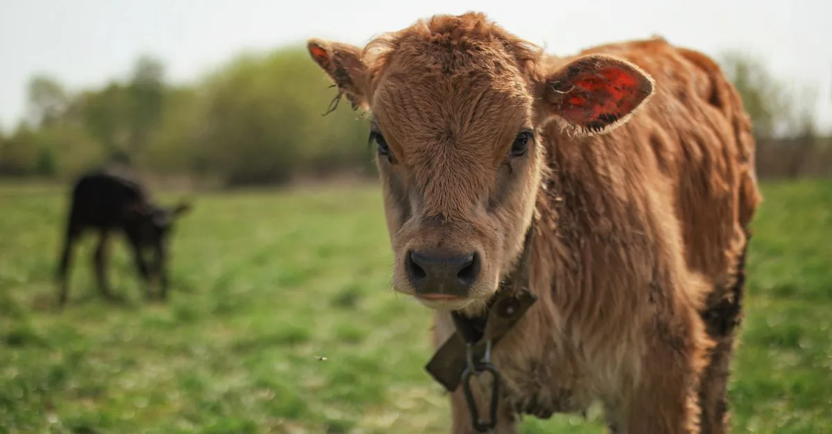 découvrez le prix d’une vache dexter miniature, les facteurs qui influencent son coût et les points à vérifier avant l’achat.
