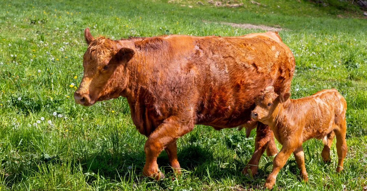 découvrez le prix d’une vache dexter miniature, les facteurs qui influencent son coût et les frais à prévoir avant l’achat.