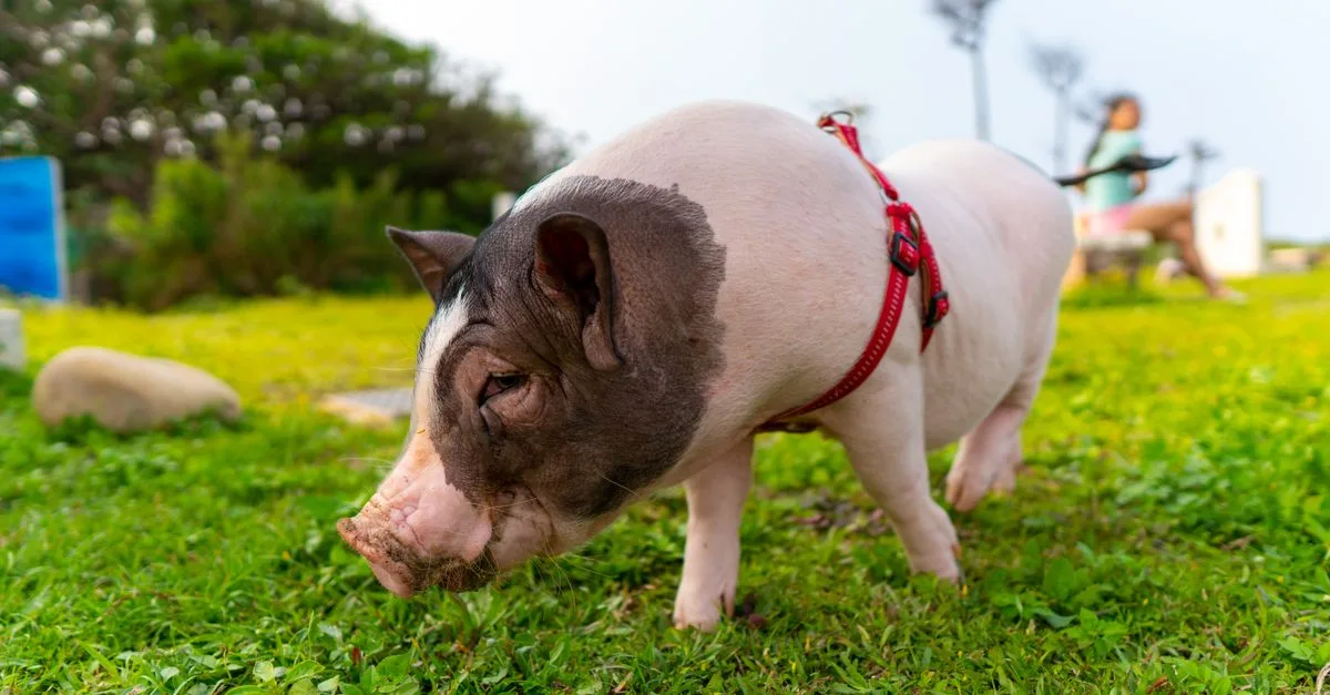 découvrez le coût d’un cochon miniature : prix d’achat, dépenses d’entretien et frais vétérinaires à prévoir avant l’adoption.
