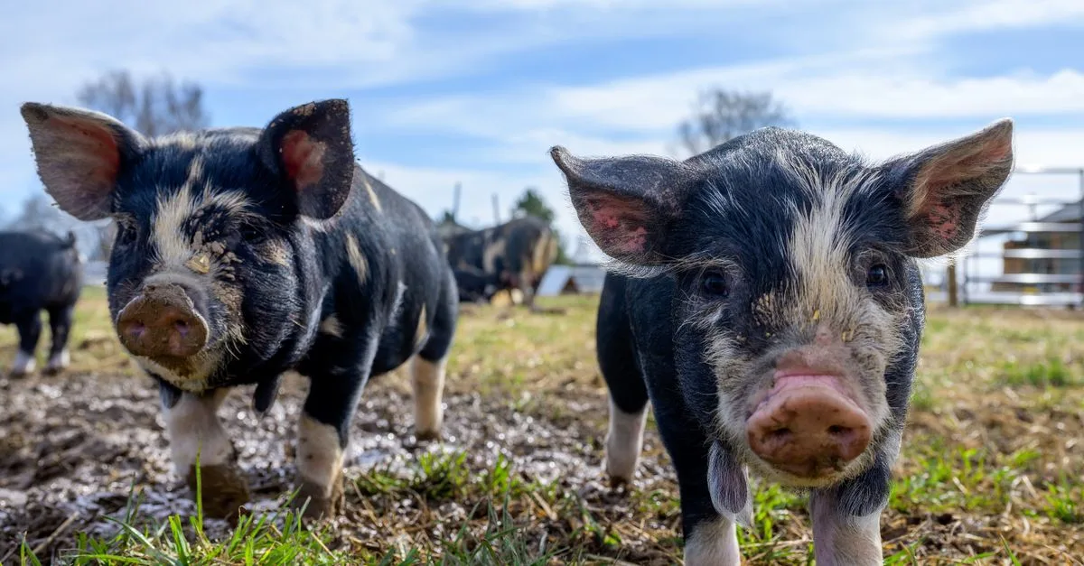 découvrez le coût d’un cochon miniature : prix d’achat, frais vétérinaires, alimentation et dépenses à prévoir pour bien l’accueillir.