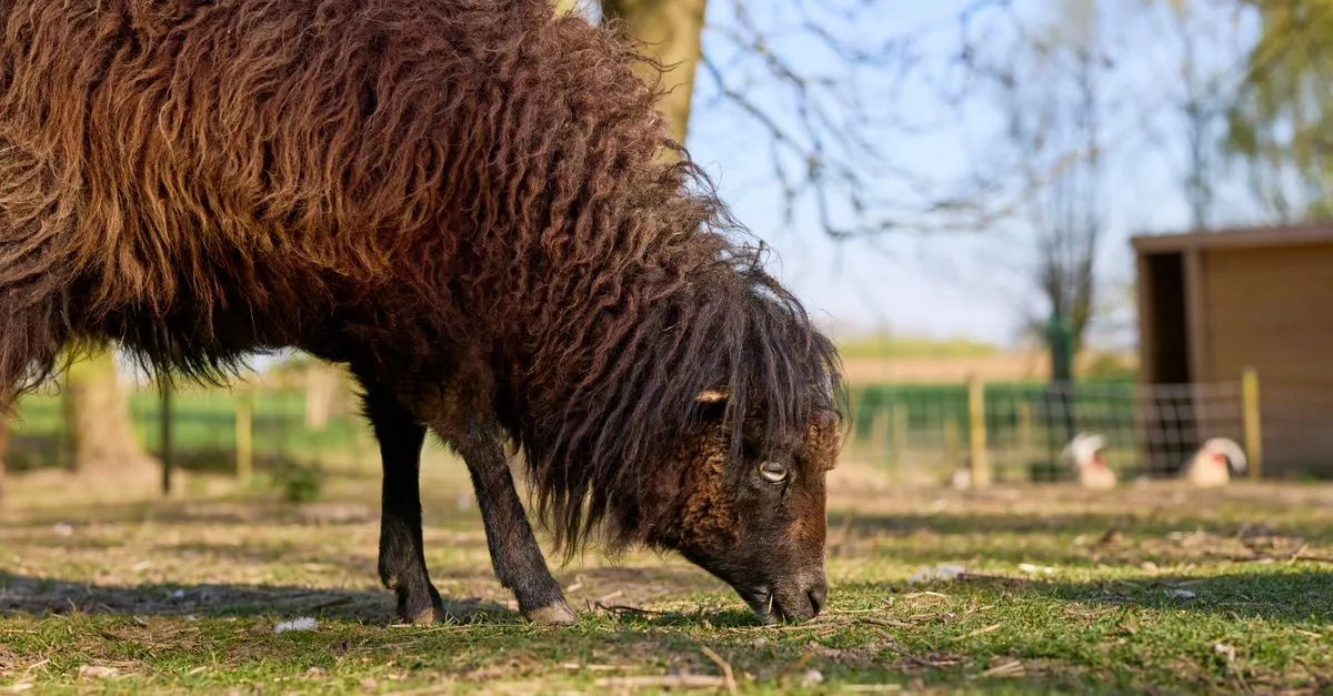 découvrez le prix d’un mouton d’ouessant, les facteurs qui influencent son coût et les conseils pour choisir un éleveur.