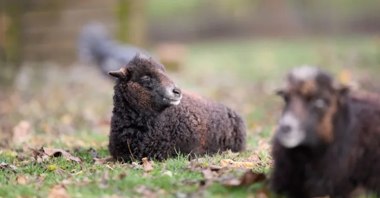 découvrez le prix d’un mouton d’ouessant et les critères qui le font varier : âge, sexe, pedigree et élevage.