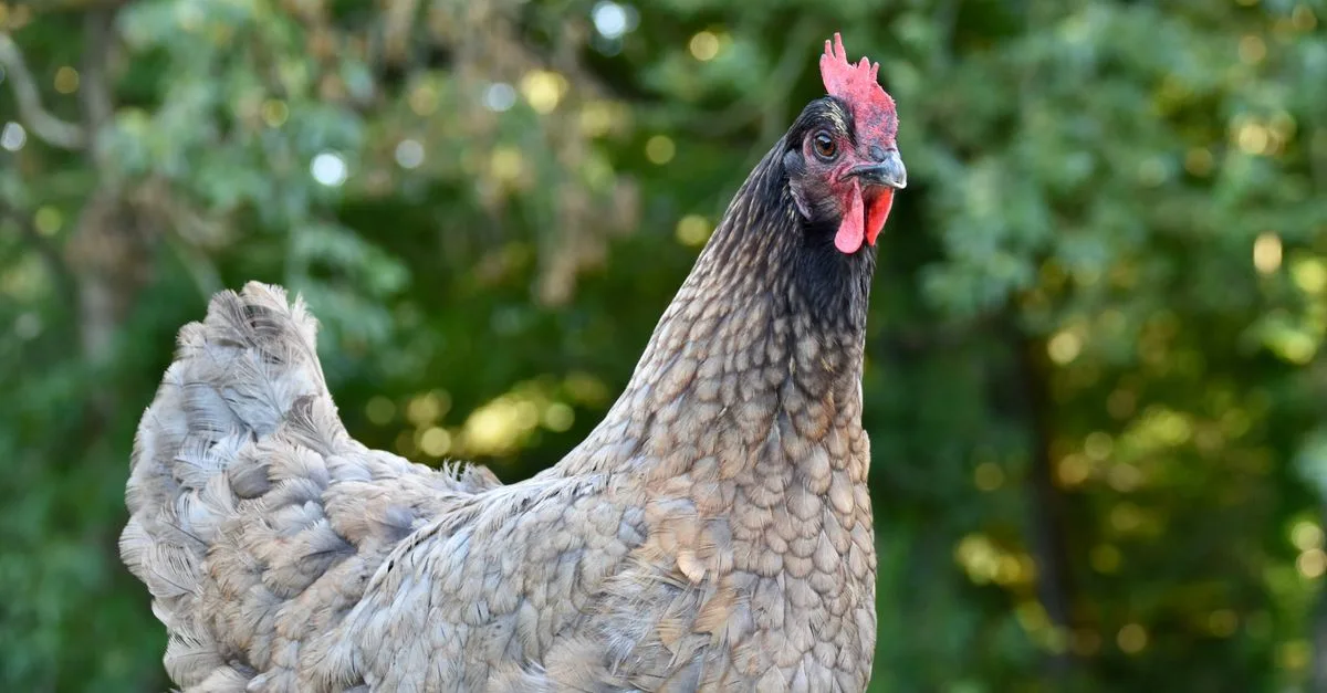 comparez le prix des poules prêtes à pondre selon leur race et découvrez les facteurs qui influencent leur coût.