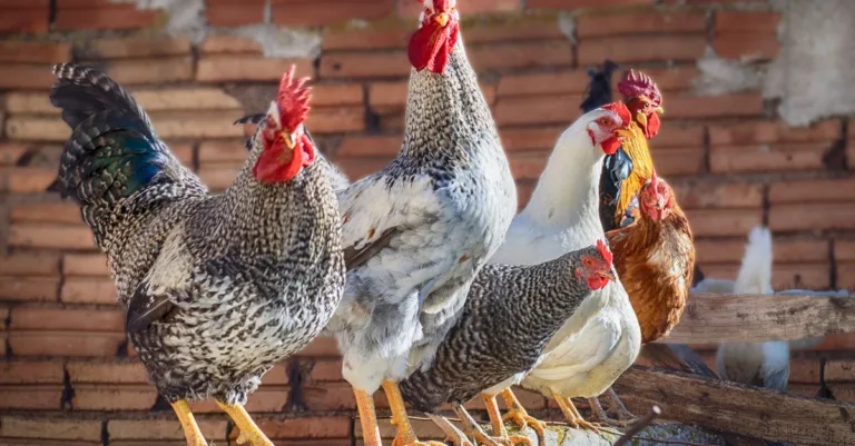 découvrez les prix des poules prêtes à pondre selon leur race, et comparez les coûts pour choisir celles qui correspondent à votre budget.
