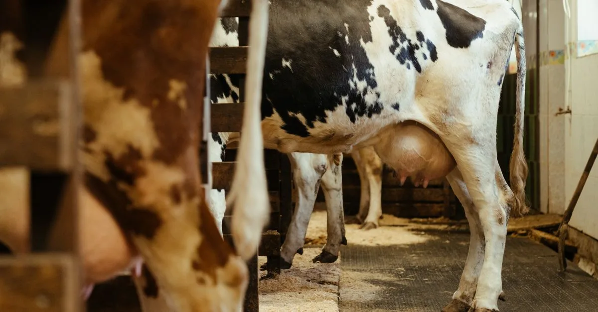découvrez les facteurs qui influencent le prix d’une génisse gestante : race, âge, stade de gestation et conseils pour bien comparer les offres.