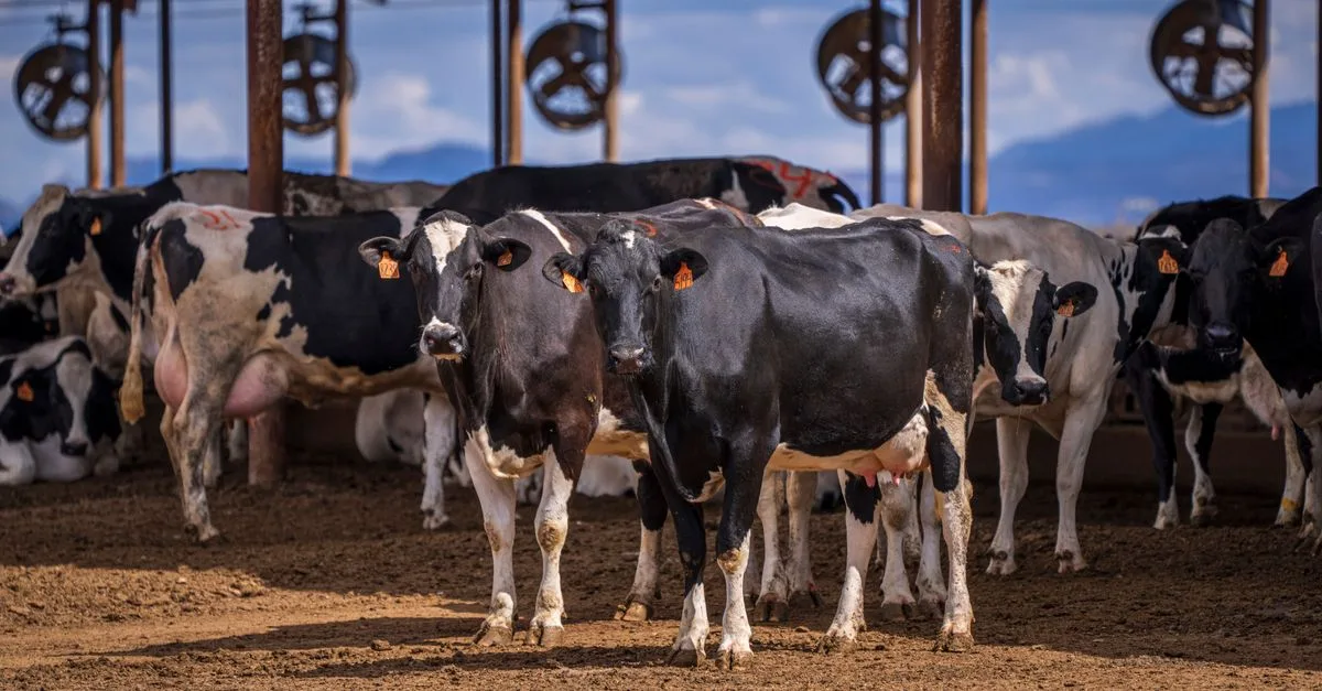 découvrez les facteurs qui influencent le prix d’une vache laitière prim’holstein : production, âge, génétique et conditions du marché.