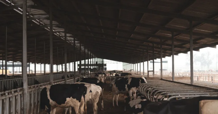 découvrez le prix d’une vache laitière prim’holstein et les critères qui l’influencent : production, âge, génétique et conditions du marché.